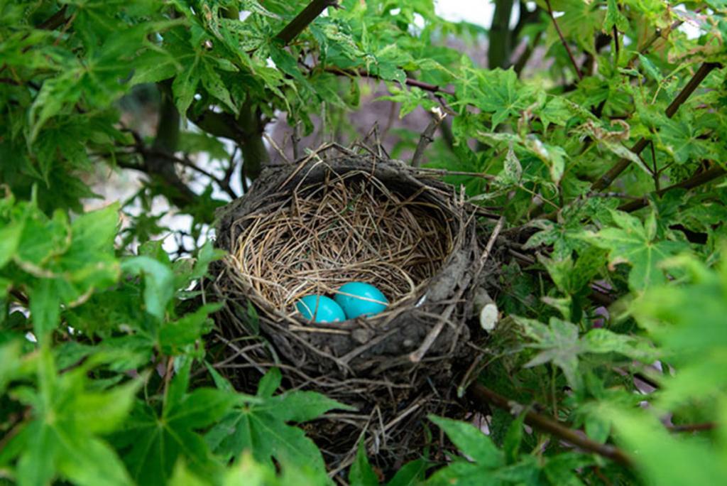 Tips for Keeping Birds out of Hanging Baskets - Horticulture