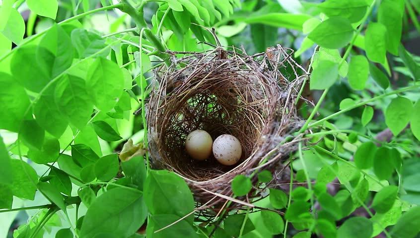 eggs bird bird's nest on tree Stock Footage Video (100% Royalty-free) 17242504 | Shutterstock