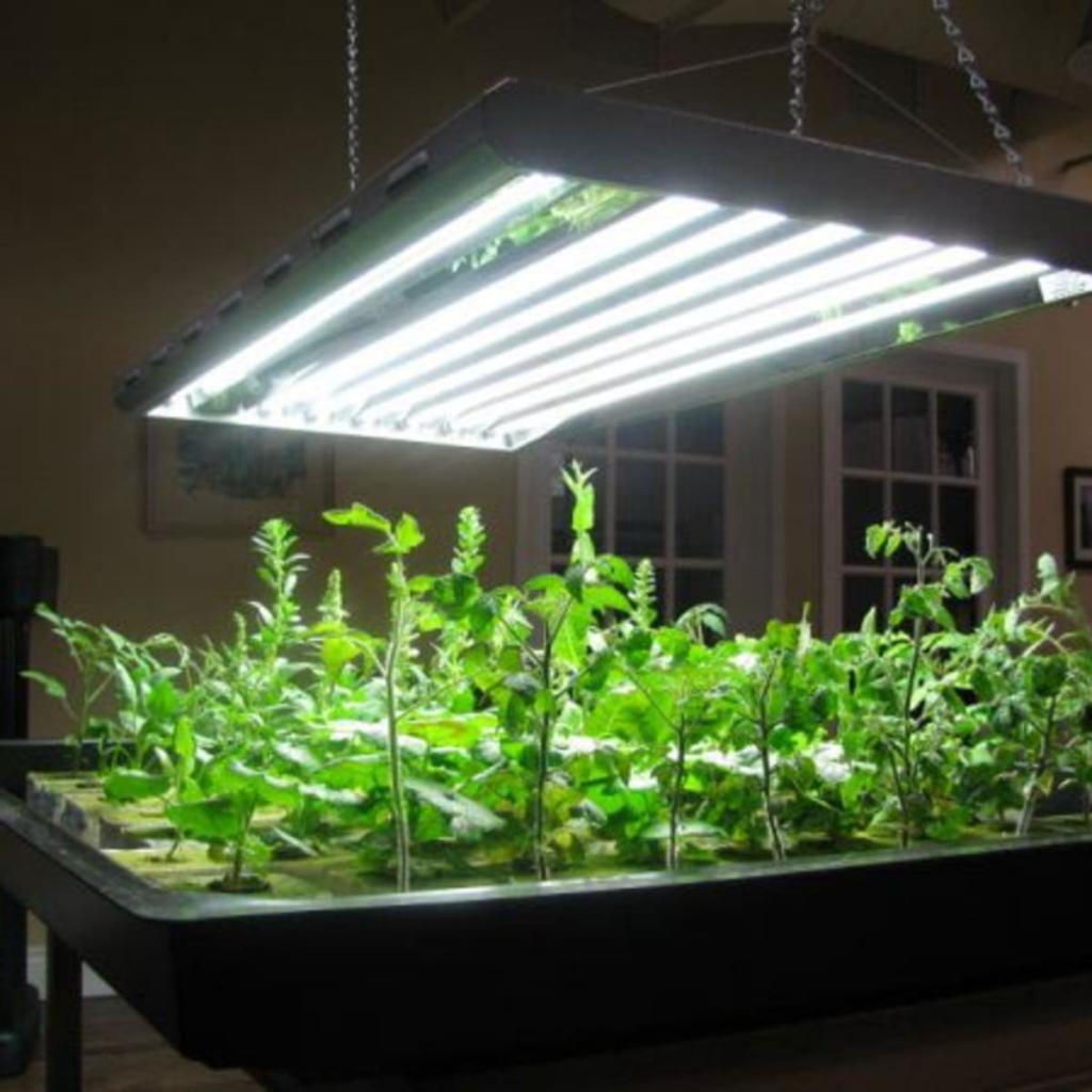 Mythbusting: Do You Really Need Grow Lights? - Horticulture