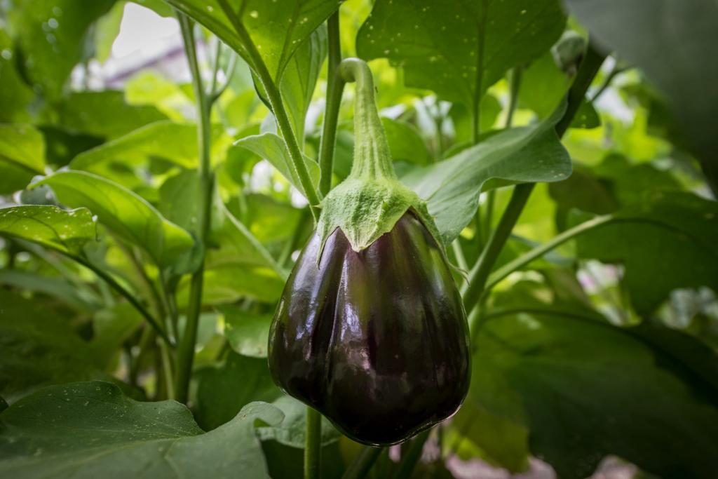Eggplant Growing Stages - Krostrade