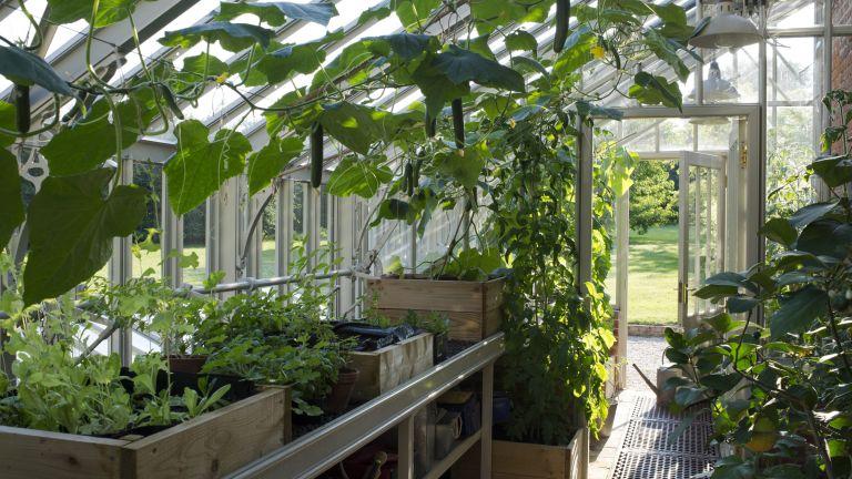 Greenhouse growing calendar: a month-by-month guide for delicious crops | Gardeningetc