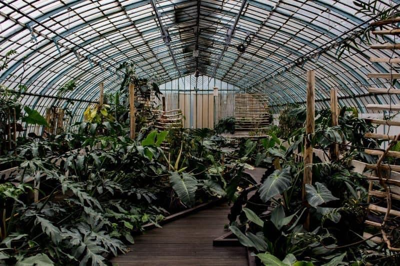 5 Best Plants To Grow In Your Greenhouse | Blog