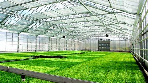 green crops grow greenhouse Stock Footage Video (100% Royalty-free) 6956893 | Shutterstock