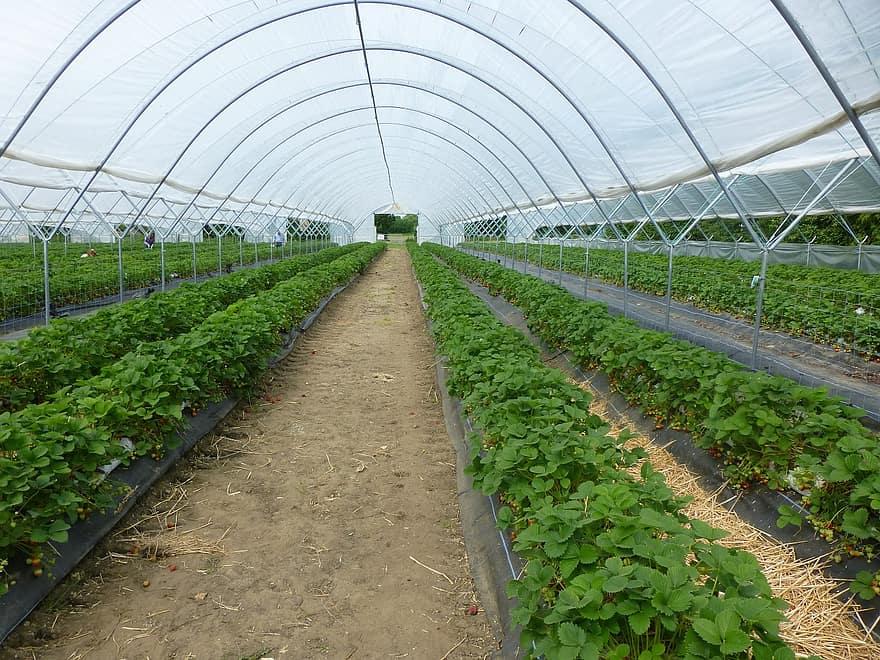 How Does Greenhouse Help In Growing Plants - Krostrade