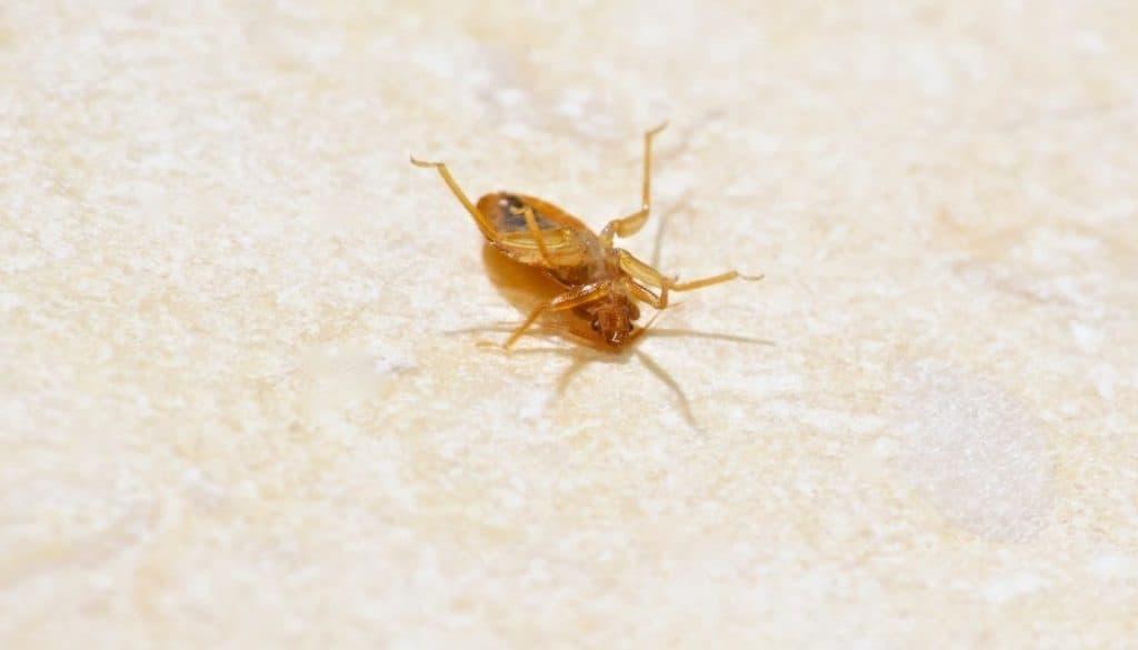 Can Bed Bugs Come Back After A Year?