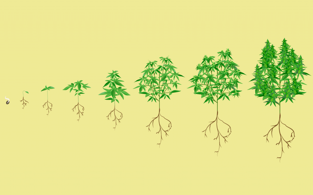 Stages of the marijuana plant growth cycle - Green House Grow Shop