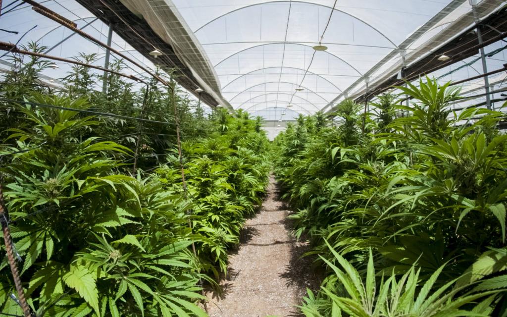 Setting Up A Cannabis Grow - Greenhouse Product News