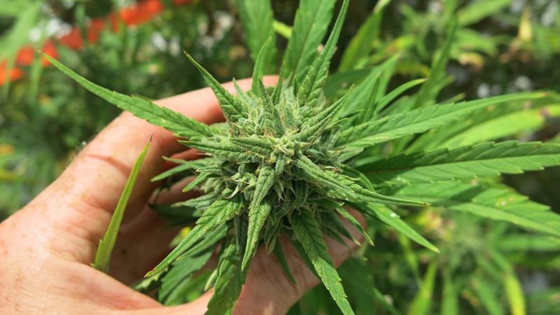 What is the impact of light on Cannabis production? – Hort Americas