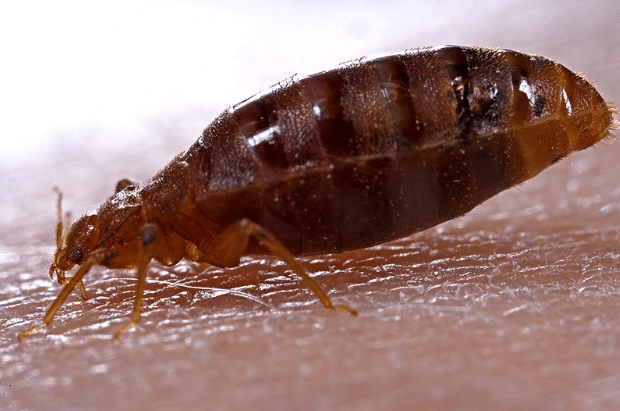 How Long Do Bed Bugs Live In A Plastic Bag? - PF Harris