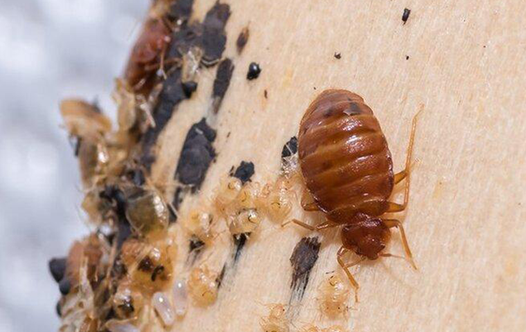 Blog - How Bed Bugs Get Into Aiken Homes