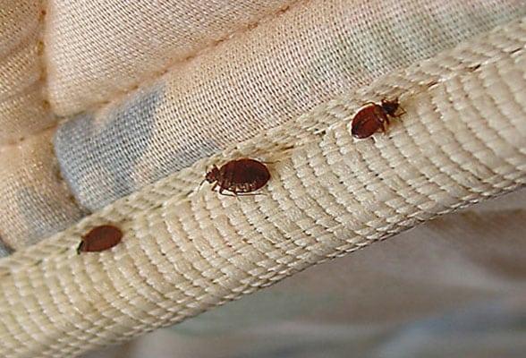 Top Rated Bed Bug Treatment In Mumbai | Roshan Pest Control