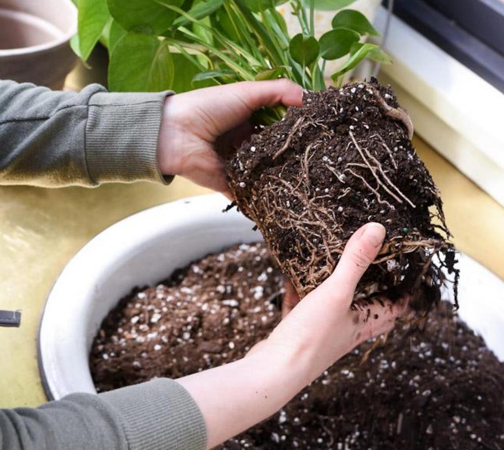 Recycle Your Used Potting Soil! – Laidback Gardener