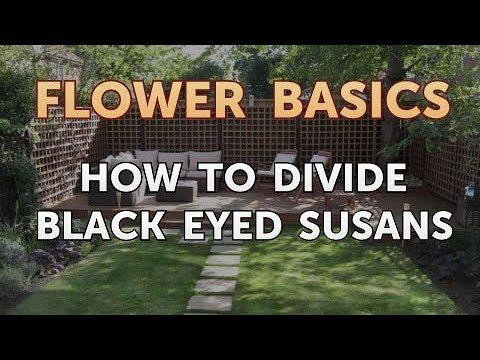 How to Divide Black Eyed Susans - YouTube