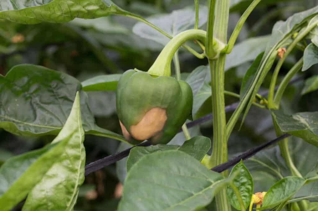 Calcium Deficiency In Pepper Plants: Signs And Fixes - PepperScale