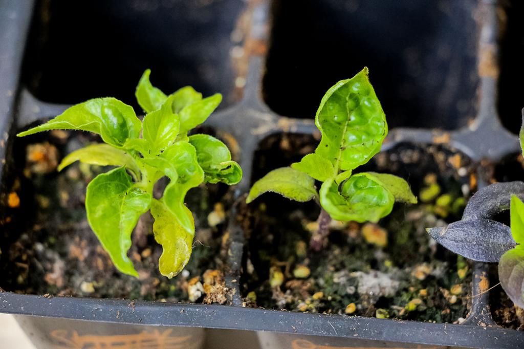 Pepper Plant Diseases and Problems (Pictures) - Pepper Geek