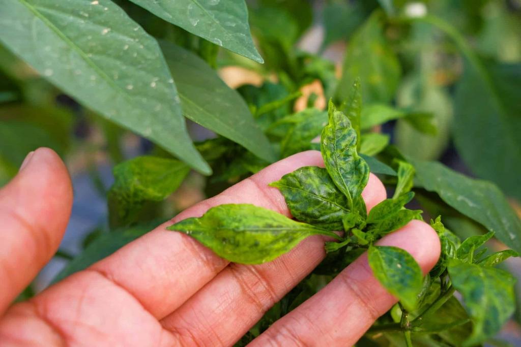 12 Common Pepper Plant Diseases And Pepper Problems - PepperScale