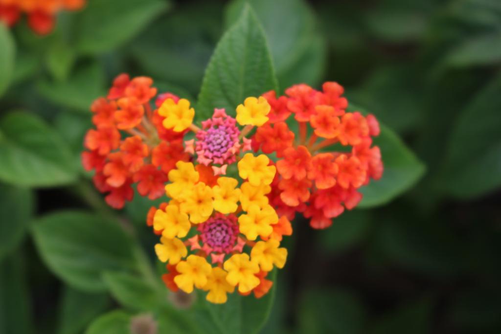 Where Are the Seeds in a Lantana Shrub?