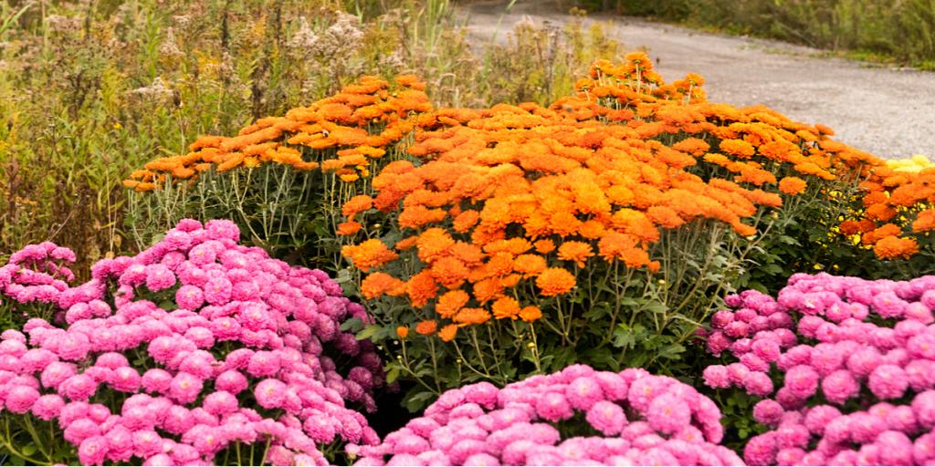 How To Get Your Hardy Mums To Bloom This Fall! Summer Mum Care