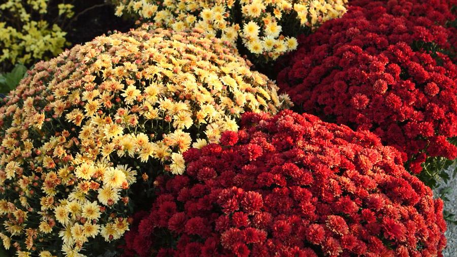 How to Grow & Care for Fall Mums | Better Homes & Gardens