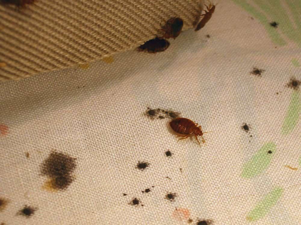 Bed Bug Stains: Evidence of an Infestation - PestSeek