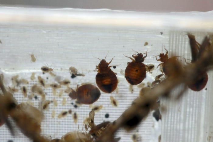 Signs of Bedbugs in Your Home