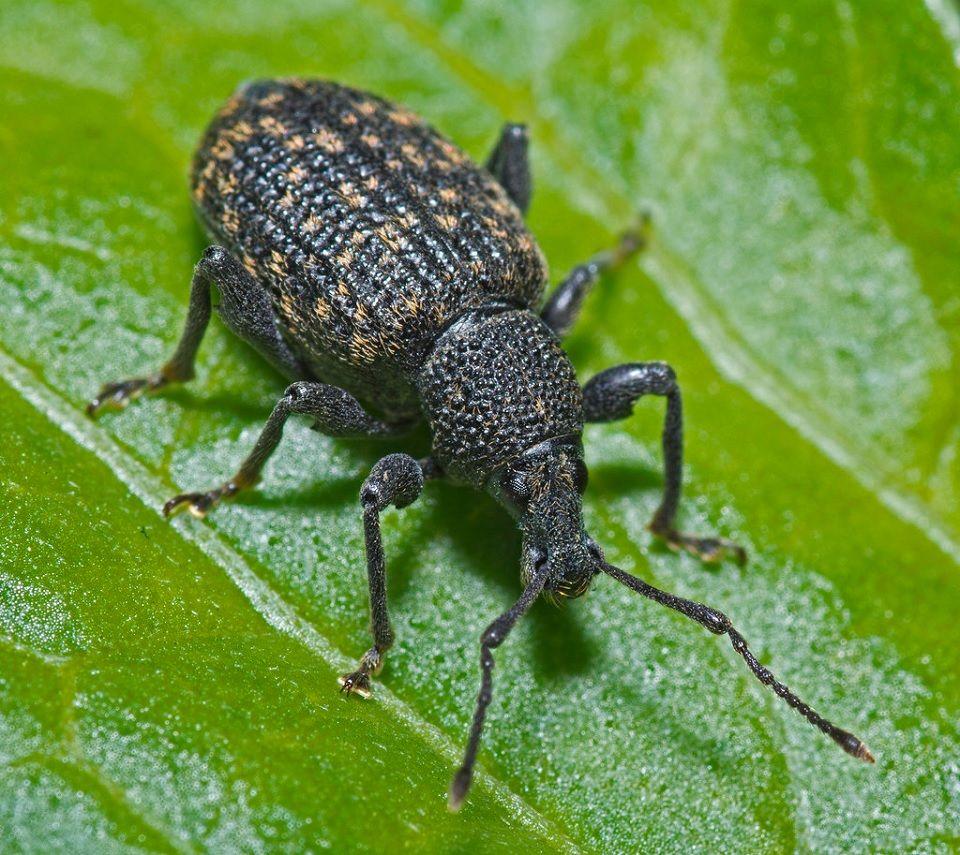 12 Natural Ways to Get Rid of Black Vine Weevil in Garden - Dre Campbell Farm