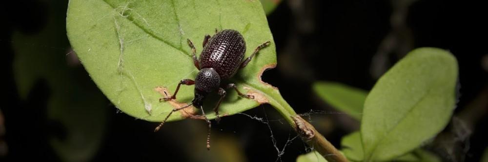 Black Vine Weevil Control: How to Get Rid of Black Vine Weevils | Solutions Pest & Lawn
