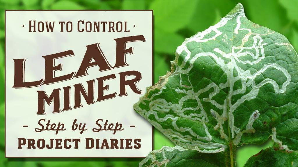 ☆ How to: Control Leaf Miner (A Complete Step by Step Guide) - YouTube