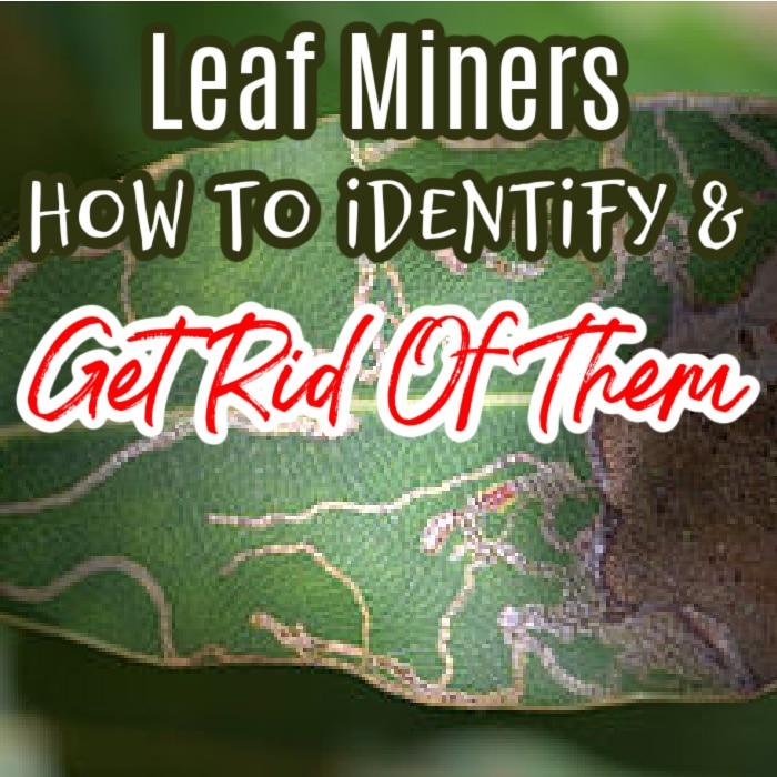 Leaf Miners: How To Identify & Get Rid Of Them