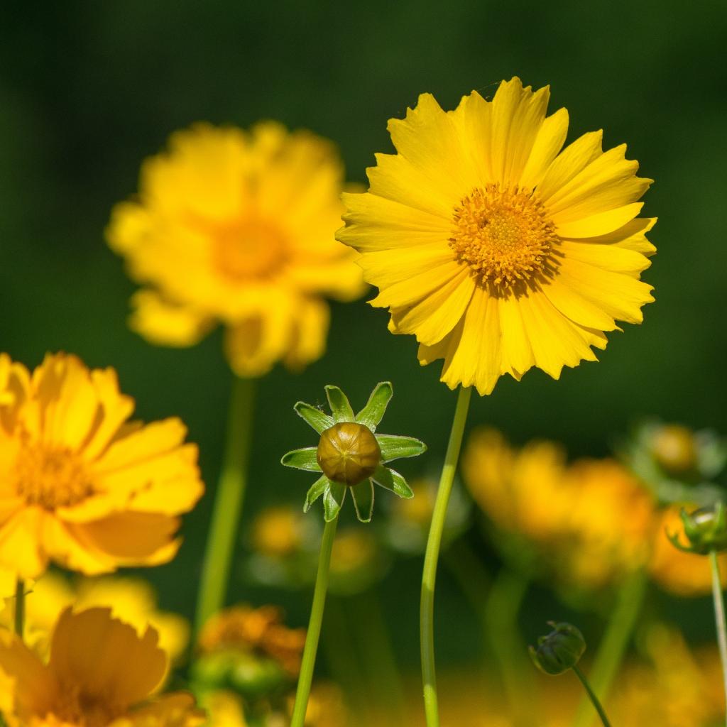 Large-flower Tickseed | Perennial Wildflower | Garret Seed Farm | NC