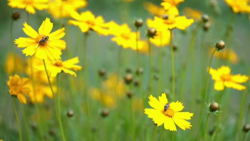 yellow tickseed flower coreopsis honeybee sucks Stock Footage Video (100% Royalty-free) 1013533643 | Shutterstock