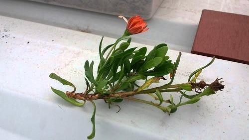 Growing Gerbera Daisy From Cuttings | How to Grow Gerbera Daisy