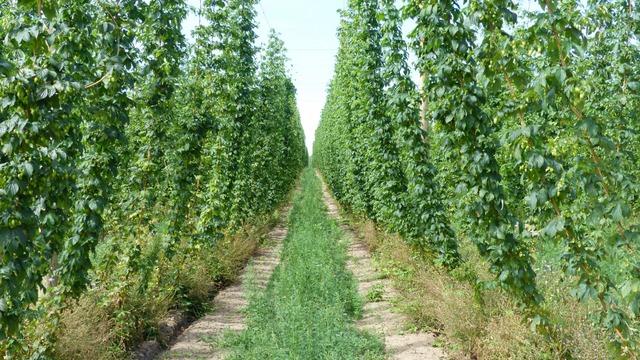 The story of MI Local Hops and the history of Michigan hops
