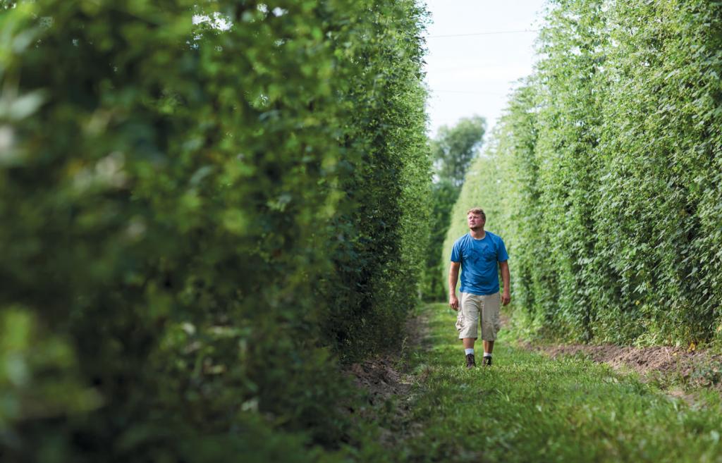 Hops Farm Resurgence Spurred by Michigan's Growing Beer Industry | Edible WOW