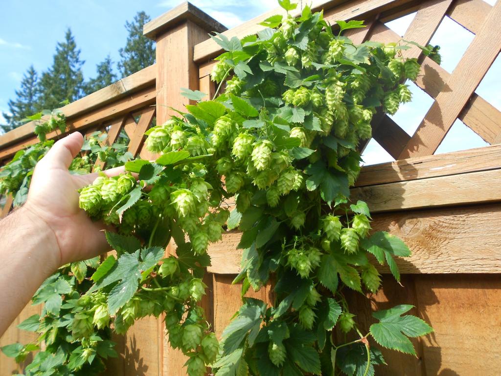 growing hops in pots | Brewing Beer The Hard Way