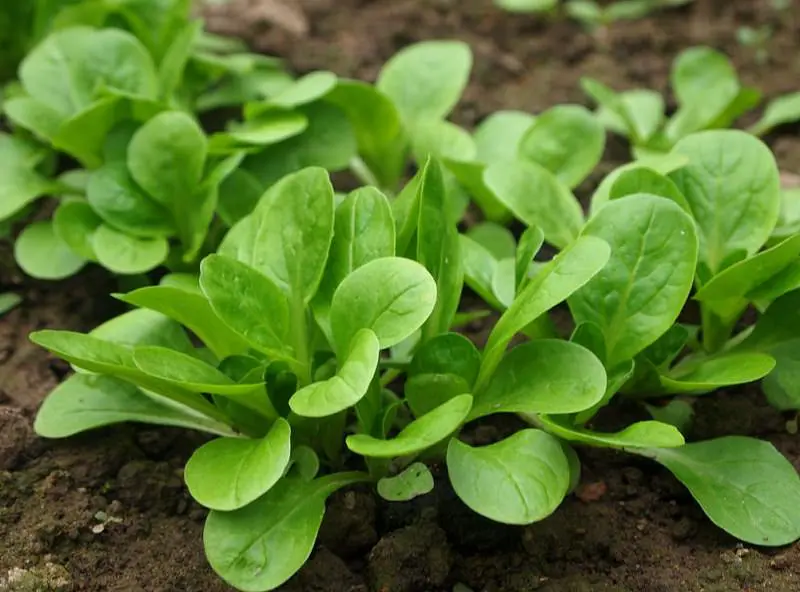 Growing Mache | How to Grow Corn Salad | Balcony Garden Web