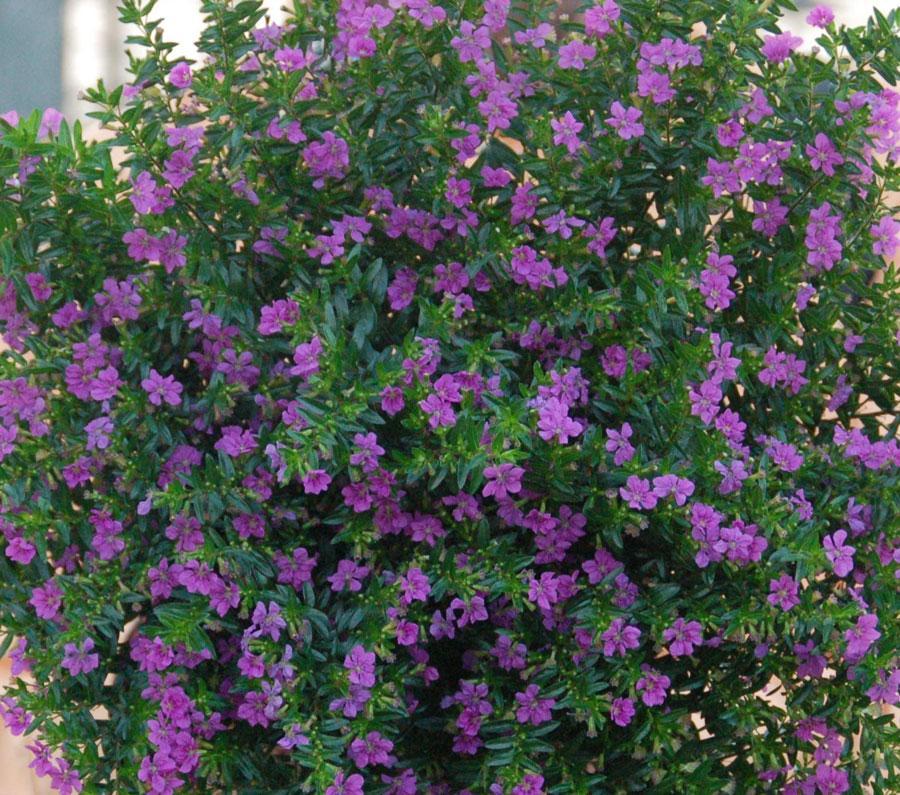 What Is A Mexican Heather Plant: Tips On Growing Mexican Heather Plants - Dummer. ゛☀ - 绿手指- 养花技巧、花生病了怎么办、花园打理和设计