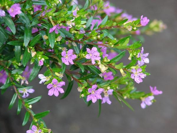 Cuphea hyssopifolia (Elfin Herb, False Heather, Hawaiian Heather, Mexican Heather) | North Carolina Extension Gardener Plant Toolbox