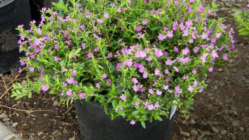 Grow Mexican Heather For Ground Cover And Wildlife - gardenpicsandtips.com