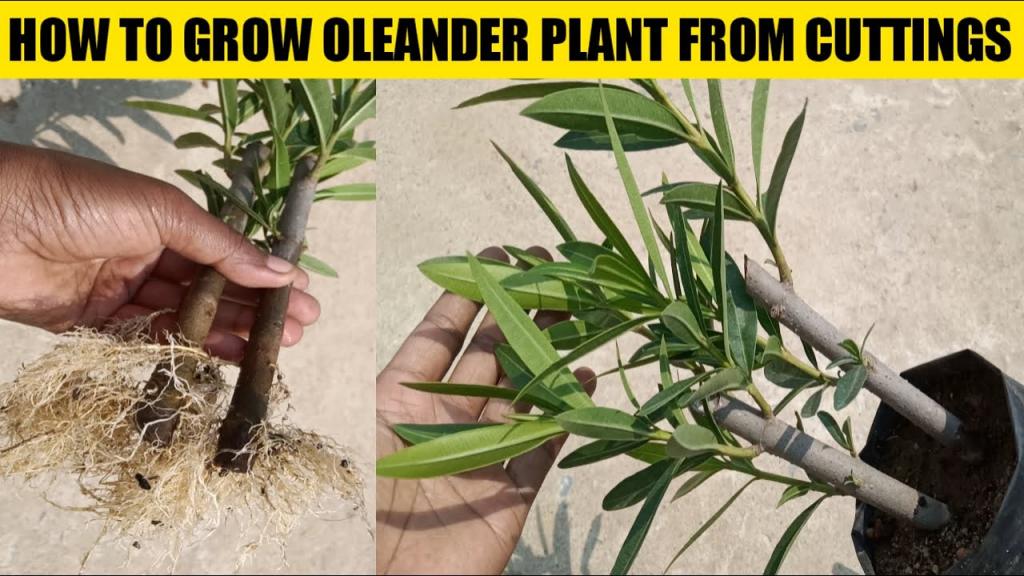 How to grow oleander plant from cuttings | you can grow oleander from this cuttings method - YouTube
