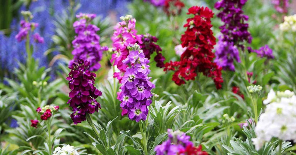 How to Grow and Care for Stock Flowers (Matthiola incana)