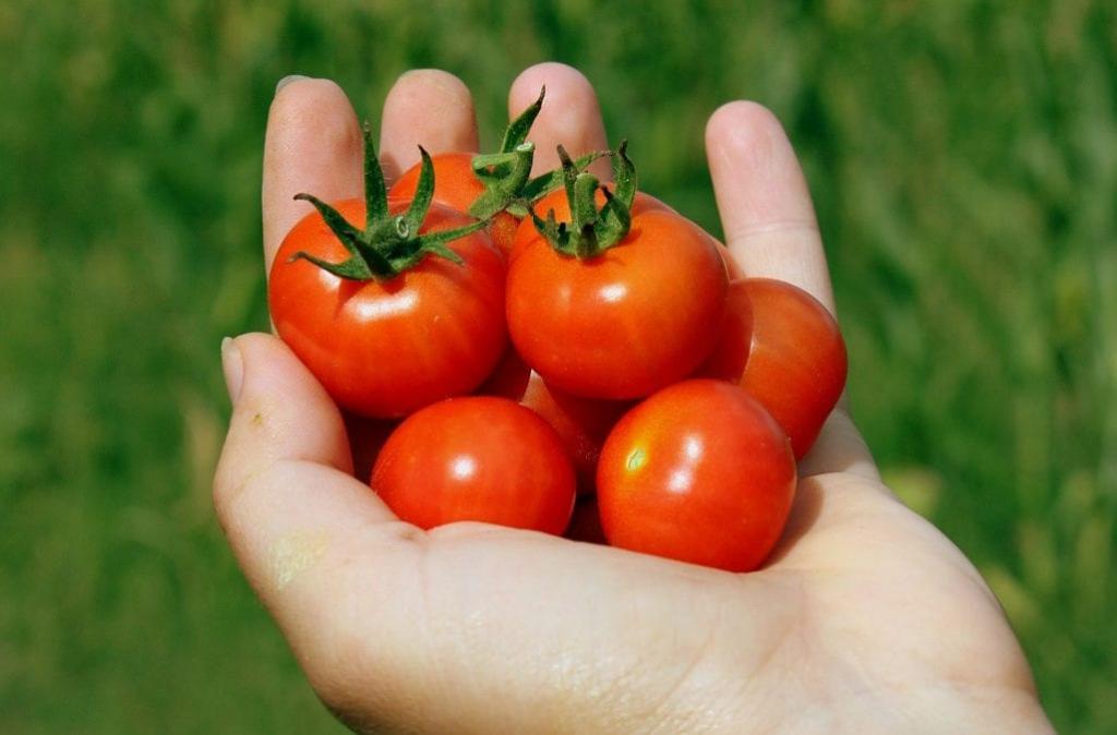 Choosing the right tomatoes for San Antonio Texas gardening