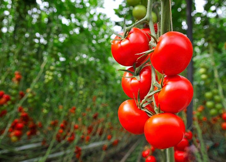How to Grow Tomatoes Indoors – PureWow