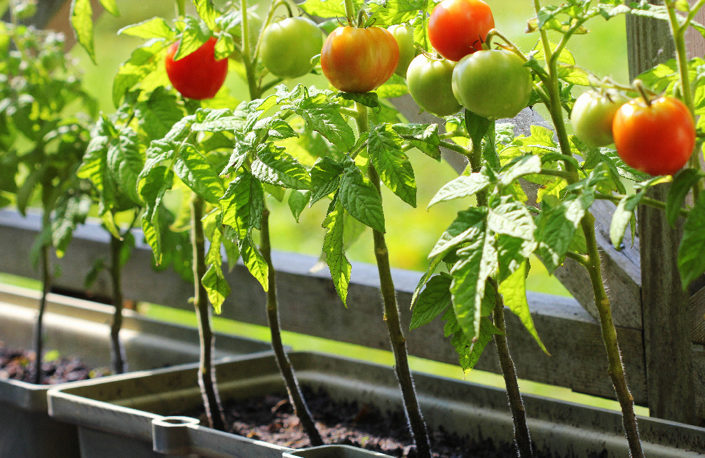 Everything You Need To Start Planting Fall Tomatoes – Plants for All Seasons | Since 1973