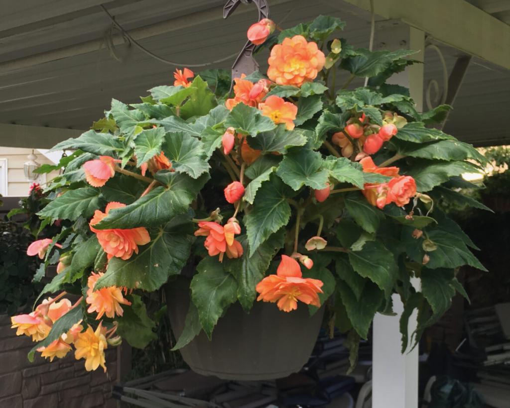 Garden Help Desk: How can I save my begonias through the winter? | News, Sports, Jobs - Daily Herald