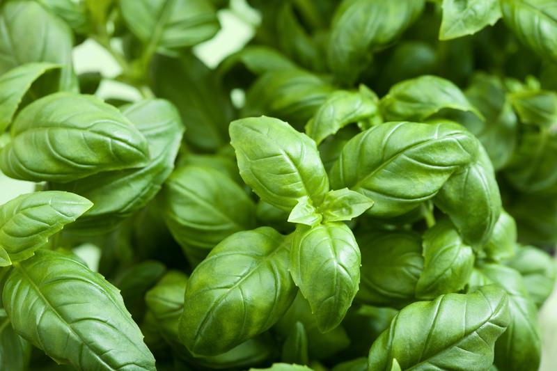 How To Grow Fresh Hydroponic Basil - NoSoilSolutions