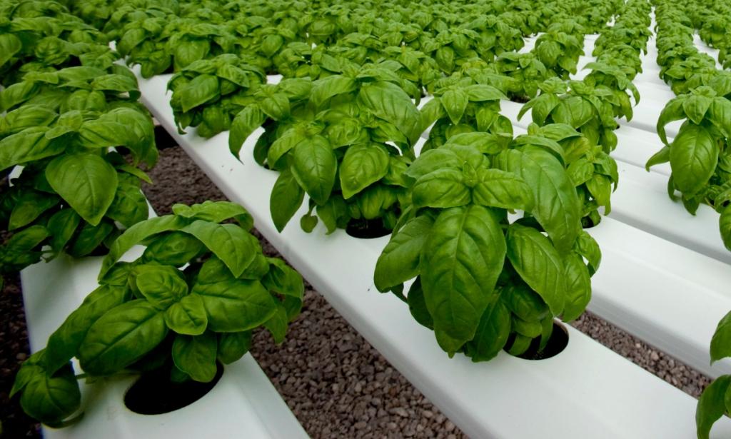 Considerations for growing, marketing basil – Greenhouse basil production – Urban Ag News