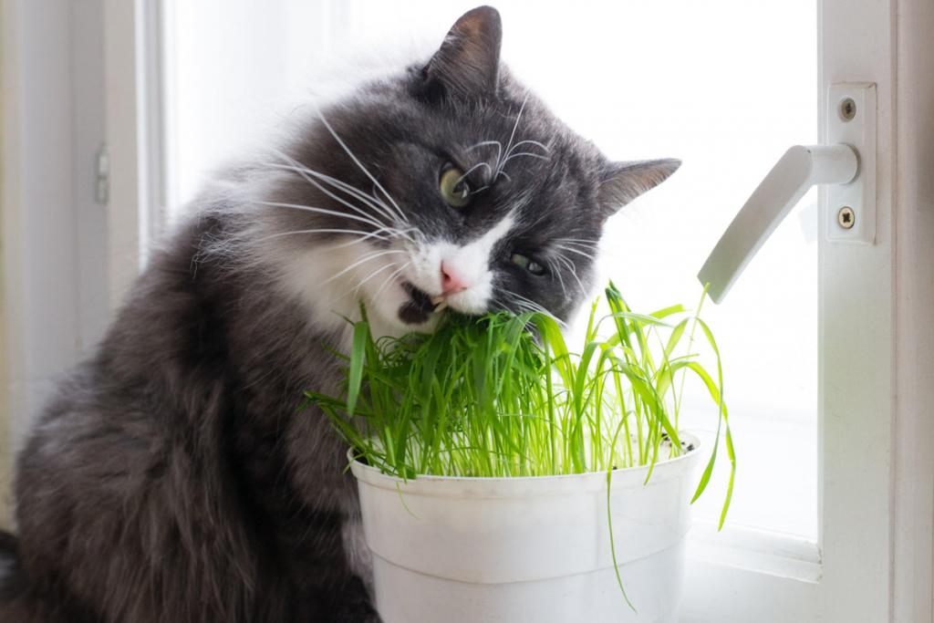 The Best Plants That Are Safe for Cats to Eat - PrettyLitter