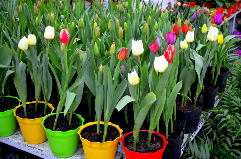 How to Care for Potted Tulips in 4 Easy Steps - Krostrade