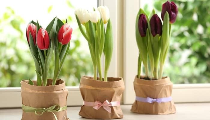 How To Successfully Grow Tulips Indoors: 3 Easy Steps – WhyFarmIt.com